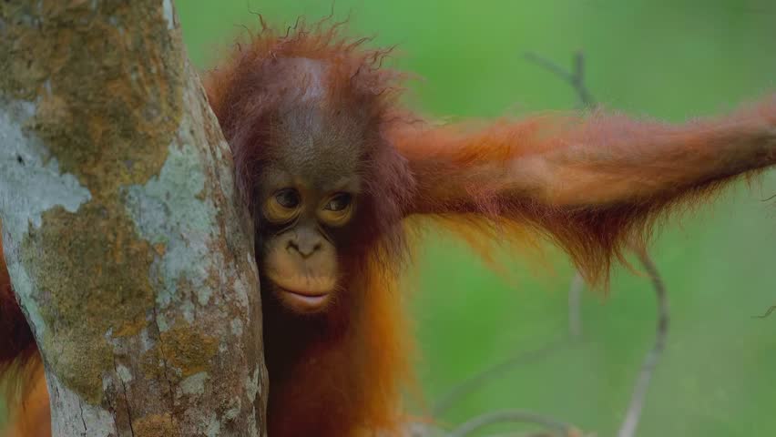 Close up of a cute baby orangutan leaning against a tree trunk in a lush green jungle