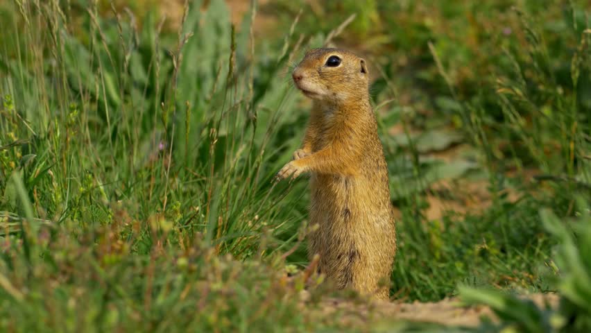 Alert European ground squirrel standing upright in a grassy field.