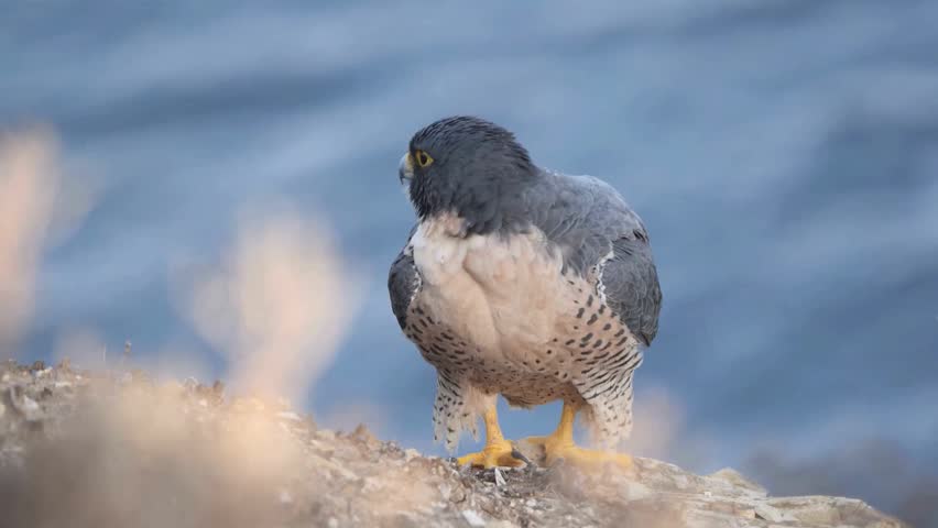 Majestic peregrine falcon stretching its wing on a rocky cliffside.