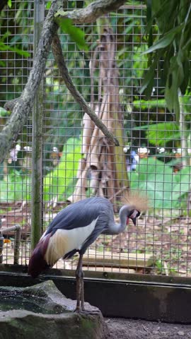 grey crowned crane slowly start preening and standing near the rear of cage, bird in the zoo