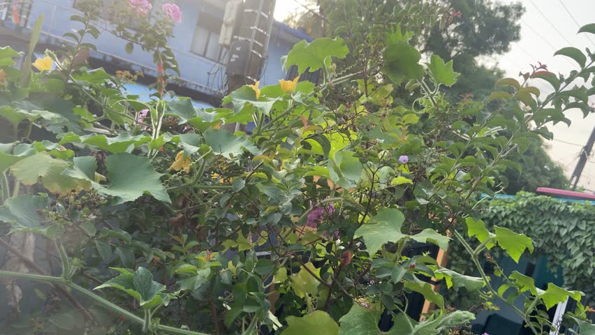 Close-up shot of bright yellow flowers blooming on a green cucumber vine in a backyard garden.
