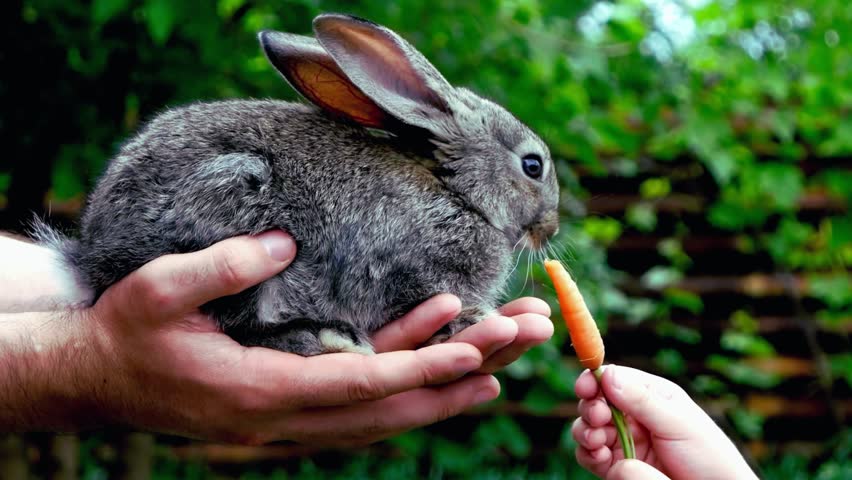 A close-up of a fluffy gray rabbit being gently held in human hands while being fed a small carrot outdoors. The image captures a heartwarming moment of human-animal interaction, highlighting pet care, kindness, nature, and the bond between people and animals. Perfect for themes of wildlife, domestic pets, compassion, and outdoor living.