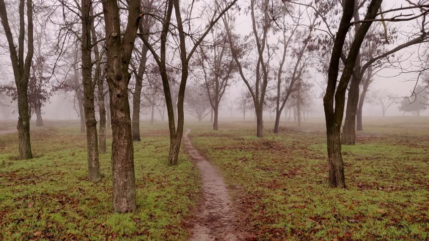 A walk through a foggy park in autumn
