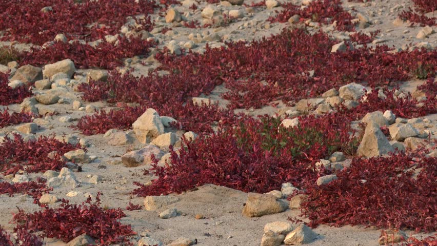 Volcanic soil with red vegetation in Lassen National Park, California in closeup