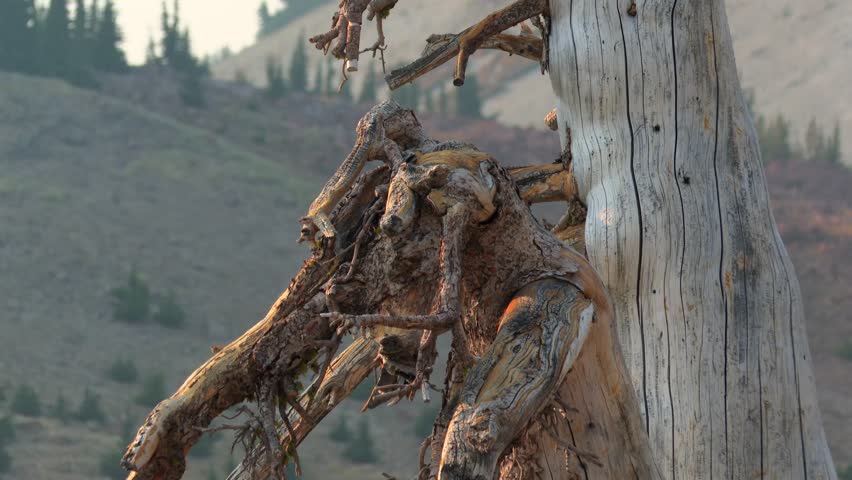 Twisted roots clinging to a dead tree trunk in Lassen Volcanic National Park, California, USA