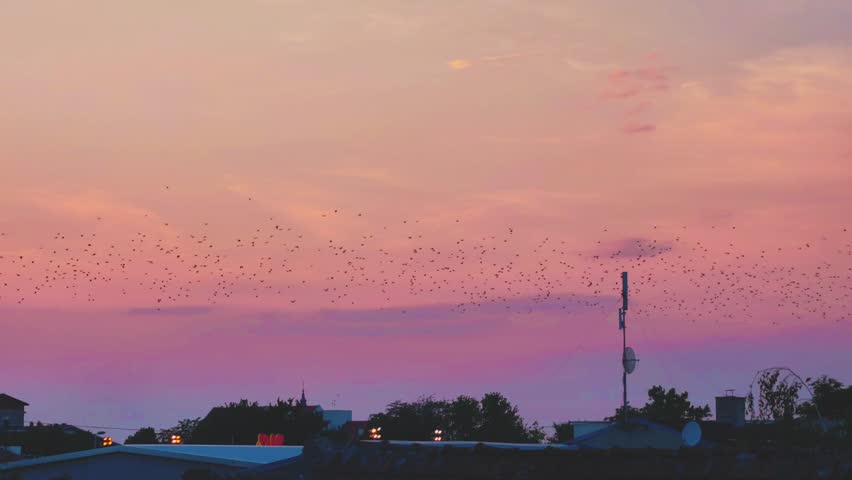 A large flock of birds flying across a colorful golden hour sky above urban rooftops, creating a peaceful and cinematic evening cityscape with natural wildlife in motion.