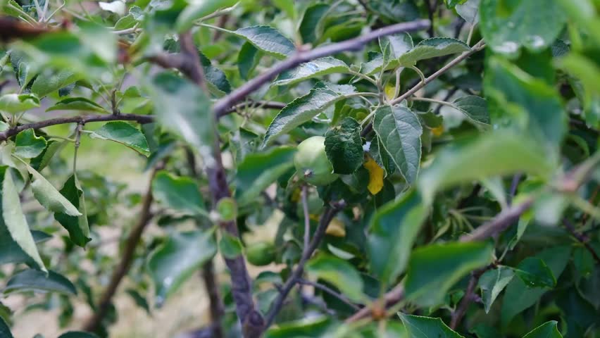 Green apples growing on a tree branch