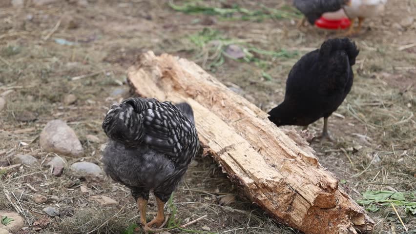 Young Barred Rock chick eating fresh lettuce in a backyard chicken run