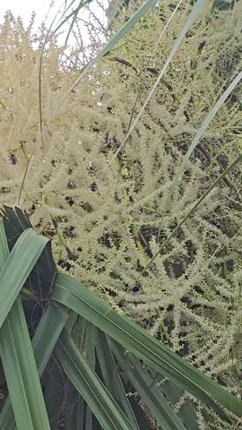 Close Up Nature Video Clip Of Bumblebees Foraging For Nectar And Pollen In A Flower Cluster Of A Fan Palm Tree