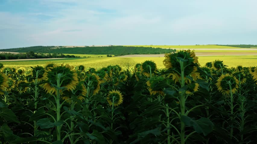 Rear view of a sunflower row facing away from the camera towards vast colorful agricultural fields under a blue sky.