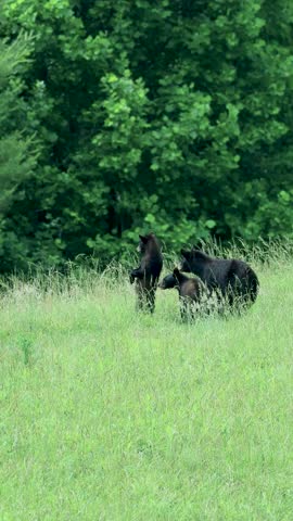 Adorable Black Bear Family Running in Unison after Standing UP and Being Super Cute