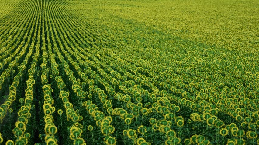 Rear view of a sunflower row facing away from the camera towards vast colorful agricultural fields under a blue sky.