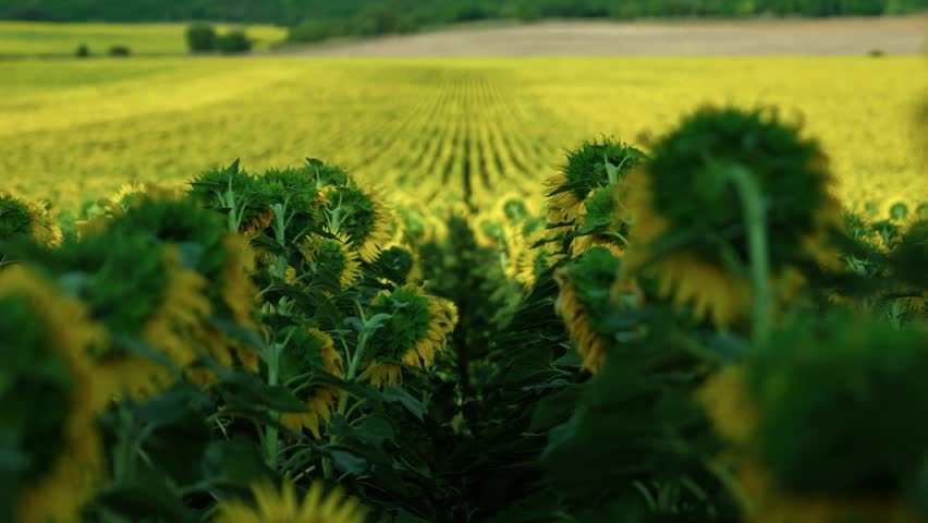 Rear view of a sunflower row facing away from the camera towards vast colorful agricultural fields under a blue sky.