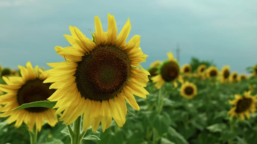 Close up shot of a beautiful blooming sunflower head with selective focus in a green field. Detailed texture of yellow petals and seeds.