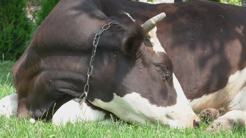 Domestic Dairy Cow Lying Down on Green Grass Close Up, Domestic cow with a chain around its neck rests in the village