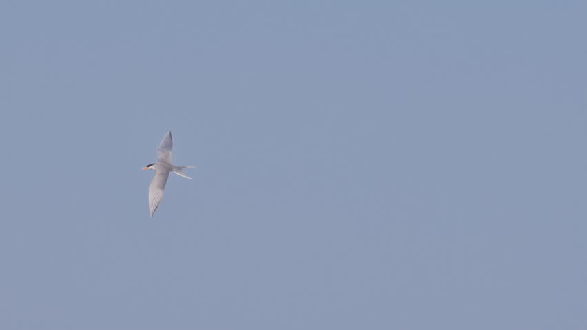 River tern flying against the blue sky in natural habitat.