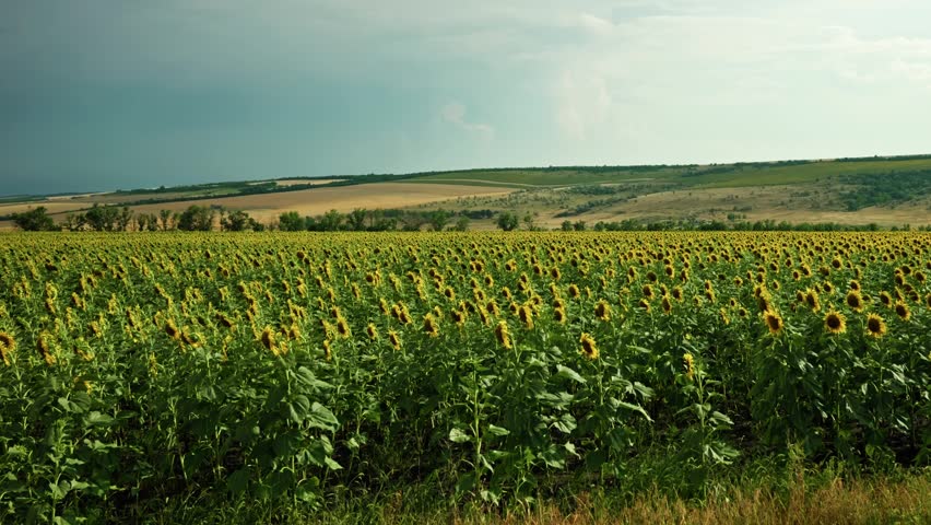 Wide shot of a blooming sunflower field under a dramatic cloudy sky in the countryside. Beautiful rural agricultural landscape.