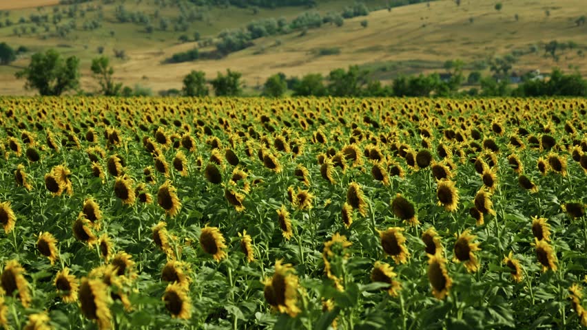 Wide shot of a blooming sunflower field under a dramatic cloudy sky in the countryside. Beautiful rural agricultural landscape.