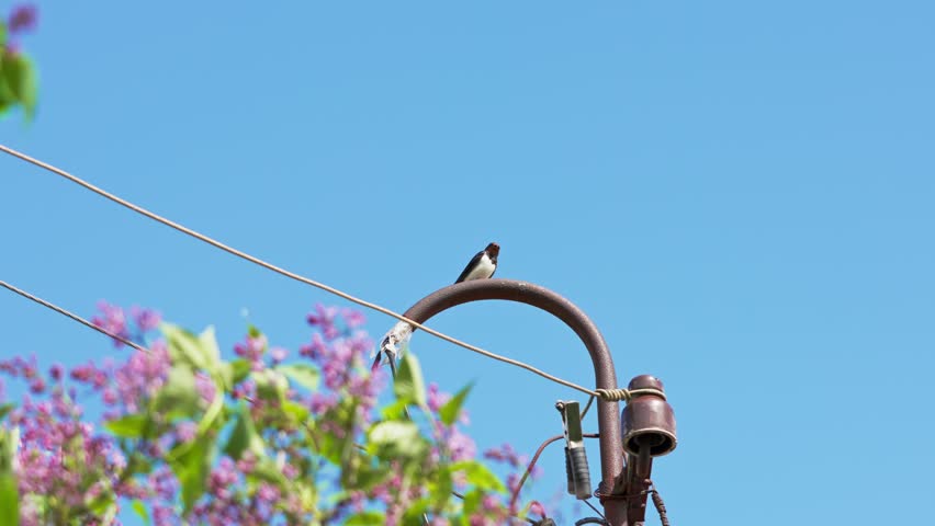 Small swallow-like bird rests on curved utility pole beside diagonal wires, wings raised against clear blue sky, with lilac blossoms,