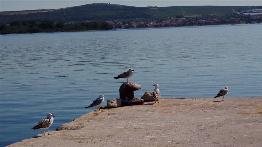 Several seagulls resting around a harbor bollard on a quiet concrete pier beside calm coastal waters.