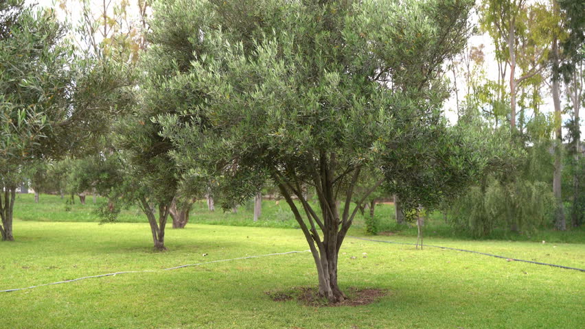 Mature olive trees spread across a green lawn in a quiet park
