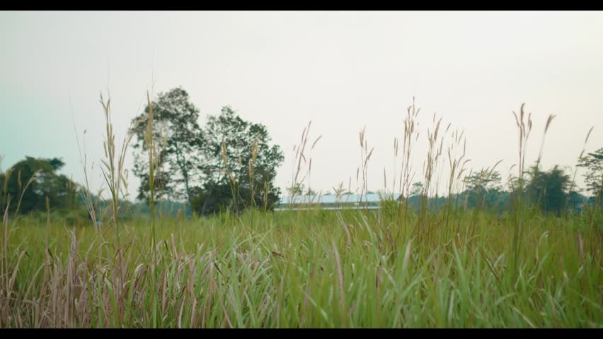 A field of tall grass set against a backdrop of tall trees and a blue sky.