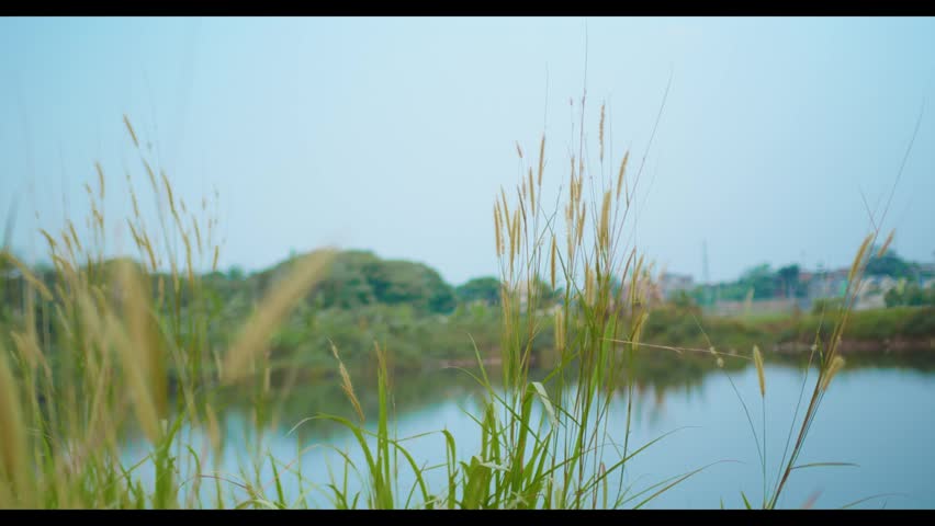 A field of tall grass with a lake, a residential area, and a blue sky in the background.