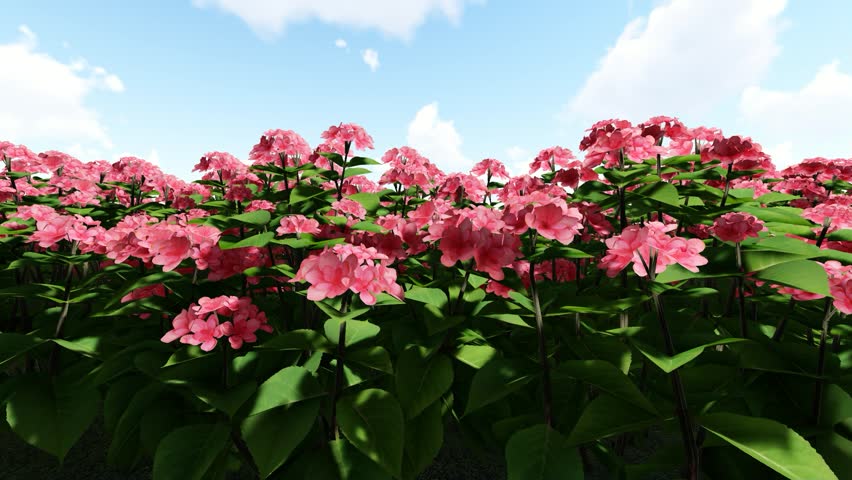 The beautiful Hortensia Red Flower 