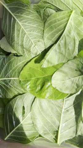 Close up of fresh green leaves on a plant