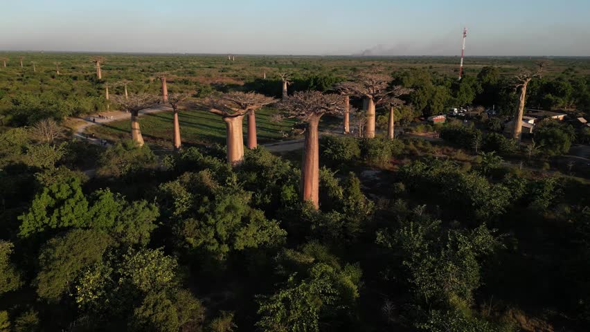 aerial drone overview of the entire natural monument of Baobab Alley in Morondova, Madagascar. Sprawling countryside landscape featuring clusters of iconic giant trees