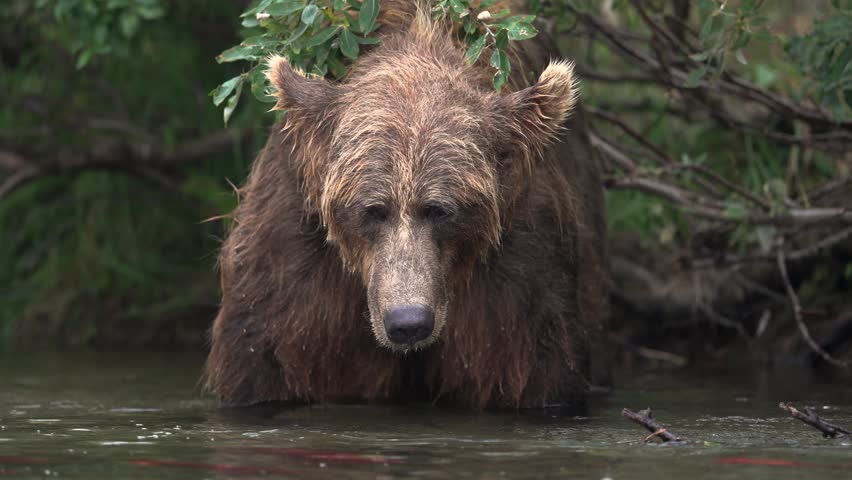Brown bear during the salmon run in Katmai, Alaska 