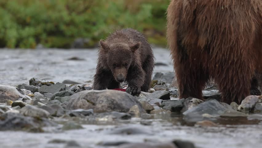 Brown bear during the salmon run in Katmai, Alaska 