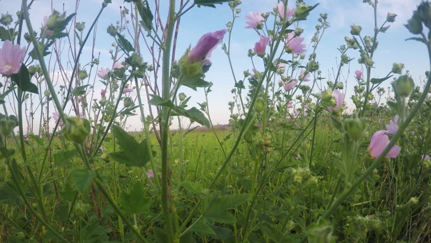 Pink wildflowers in a field in spring