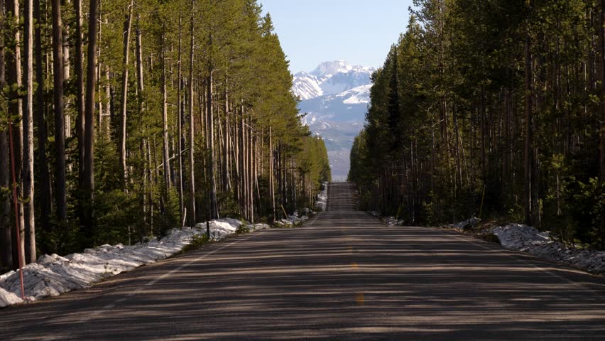 Scenic Forest Road Leading Toward Owl Peak In Yellowstone National Park Wyoming