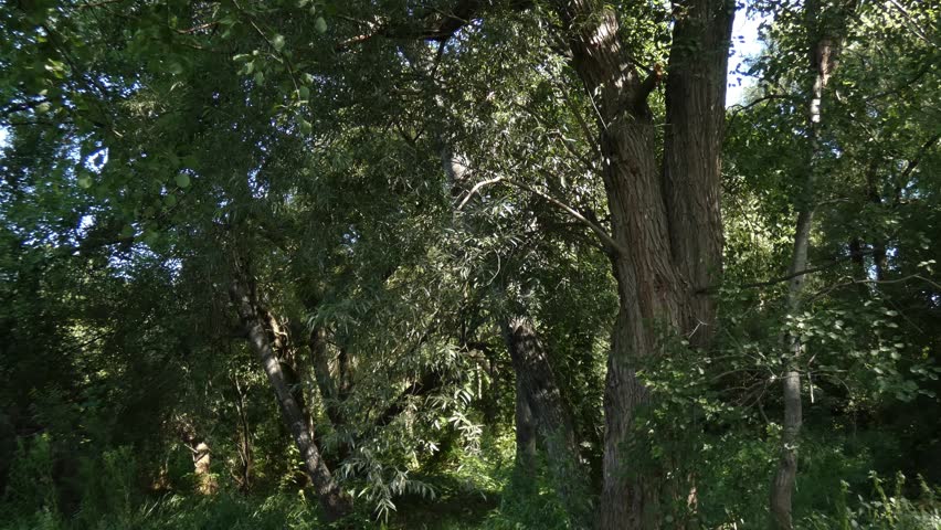 Wild path winding through deciduous forest park with lush green foliage, natural lighting, medium shot, serene atmosphere, camera tilt. Summer seasonal cycle, botanical growth.