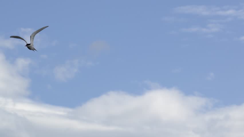 Arctic Tern Flying Through Icelandic Landscape 4K Slow Motion Wildlife Footage