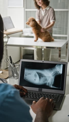 Vertical shot of African American veterinarian analyzing dogs X-ray on laptop while female owner calming poodle. Clip is ideal for veterinary clinic marketing and pet healthcare promos