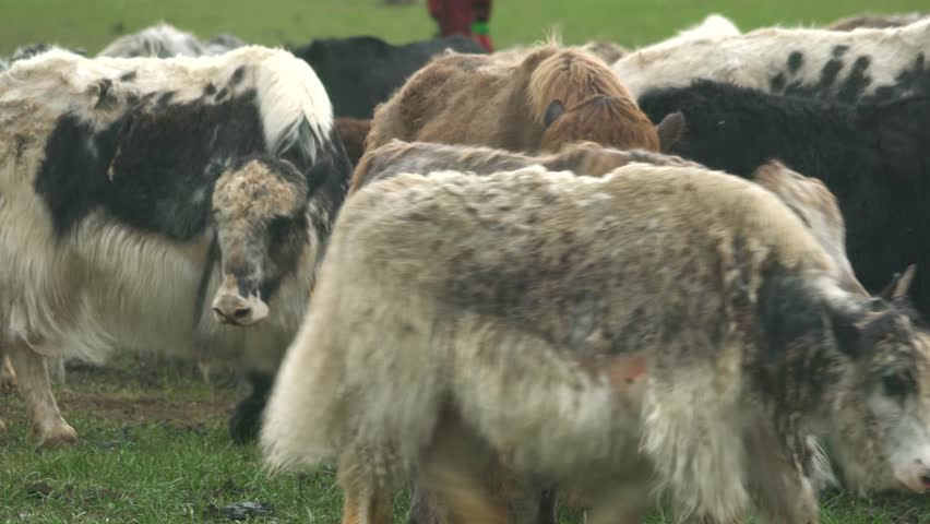 Brown male yak bull stands among herd on rural grassland with long shaggy coat, steady stance. Hornless bovine portrait shows thick fur, pastoral strength, gentle livestock character. Adult male yaks are typically heavier and more powerfully built than females, giving the bull a broad chest and imposing profile. The long hair hanging from the flanks and belly protects the body from cold wind and moisture. A steady individual portrait reveals coat texture, livestock conformation, calm behavior, and the distinctive appearance of a traditional upland bovine.