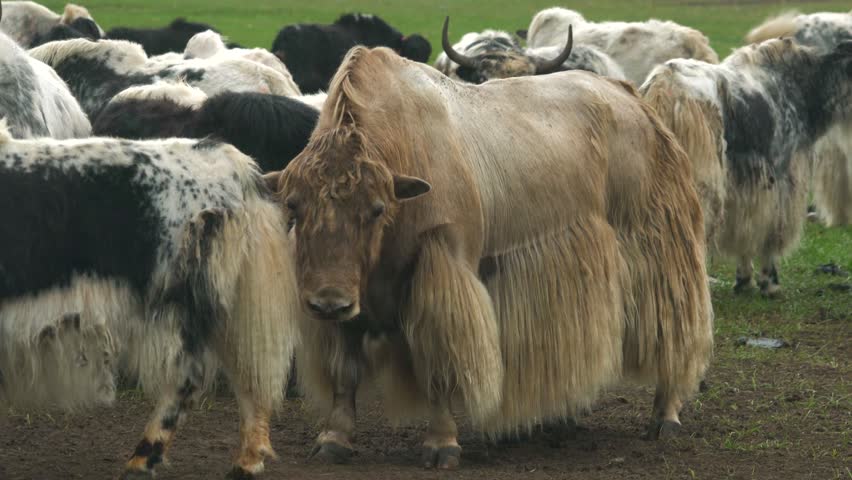 Brown male yak bull stands among herd on rural grassland with long shaggy coat, steady stance. Hornless bovine portrait shows thick fur, pastoral strength, gentle livestock character. Adult male yaks are typically heavier and more powerfully built than females, giving the bull a broad chest and imposing profile. The long hair hanging from the flanks and belly protects the body from cold wind and moisture. A steady individual portrait reveals coat texture, livestock conformation, calm behavior, and the distinctive appearance of a traditional upland bovine.