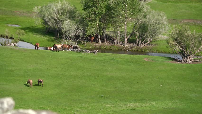 Wild horses graze beside winding stream across green Mongolian meadowland plus remote plains. Free equines occupy natural grass habitat with clear creek, peaceful highlands, serene range. Horses are highly mobile grazers whose feeding and movement patterns are closely connected to water, forage quality, and herd behavior. Winding streams create reliable drinking points and productive vegetation within broad grassland. The combination of free-moving equines, reflective water, green meadow, and distant highlands communicates natural abundance, animal ecology, wilderness, and peaceful rural scenery.
