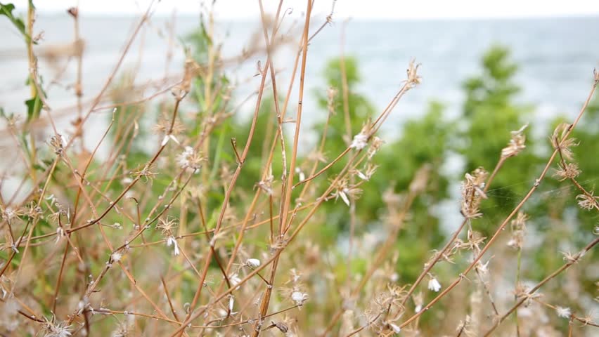 Summer landscape near the river, dry bush sways in the wind in summer