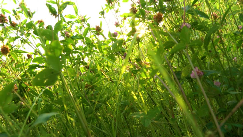 Lots of wildflowers in a meadow at sunset, sun rays through the grass
