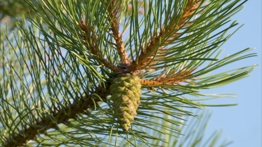 Video of a pine branch with a pine cone on a tree
