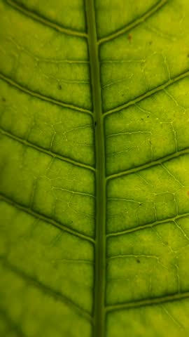 extreme macro surface detail of fresh green leaves