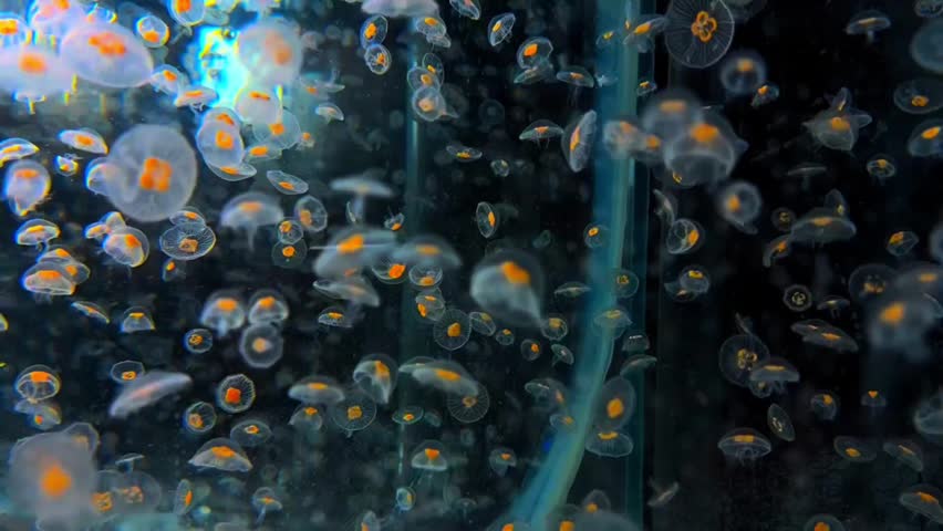 Beautiful Jellyfish Swimming Underwater in Aquarium - Marine Life Background 4K

A mesmerizing close-up of dozens of transparent jellyfish gracefully swimming in a large aquarium. Stunning underwater marine life footage featuring glowing orange jellyfish floating peacefully in crystal-clear water. Perfect for nature, ocean, aquatic wildlife, marine biology, relaxation, and documentary projects.