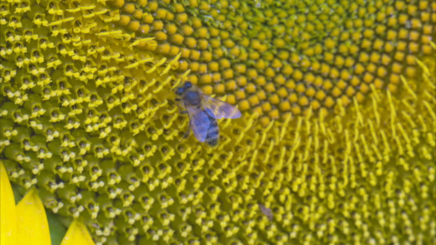 A honey bee collects pollen on a sunflower in bright sunlight. 
