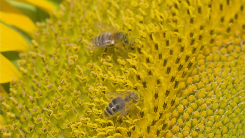 A honey bee collects pollen on a sunflower in bright sunlight. 