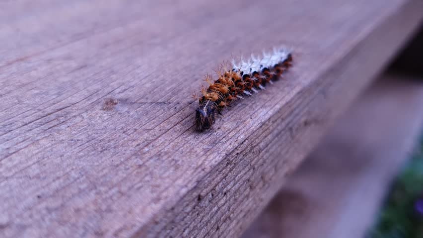 Macro close-up shot of a Comma butterfly caterpillar (Polygonia c-album) moving on a wooden surface. The video starts statically as the caterpillar crawls from the distance towards the camera, which then pans left to track its movement. Finally, the caterpillar turns and climbs upwards, moving out of the frame.