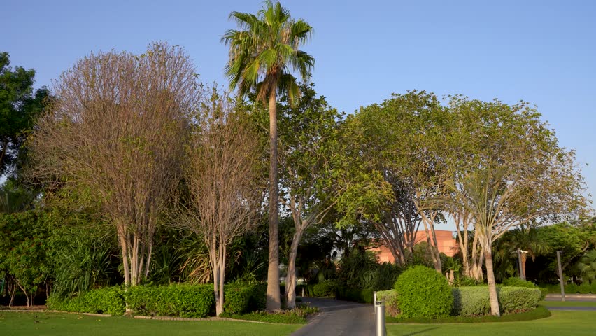 A peaceful, sunny view of a tranquil park walkway lined with lush green trees and a prominent tall palm tree, set against a clear blue sky, creating an idyllic outdoor atmosphere.