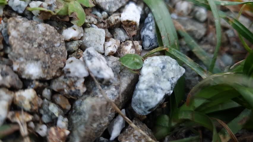 Green Shieldbug (Palomena prasina) Crawling Across Gravel and Grass – 4K Macro Wildlife Footage